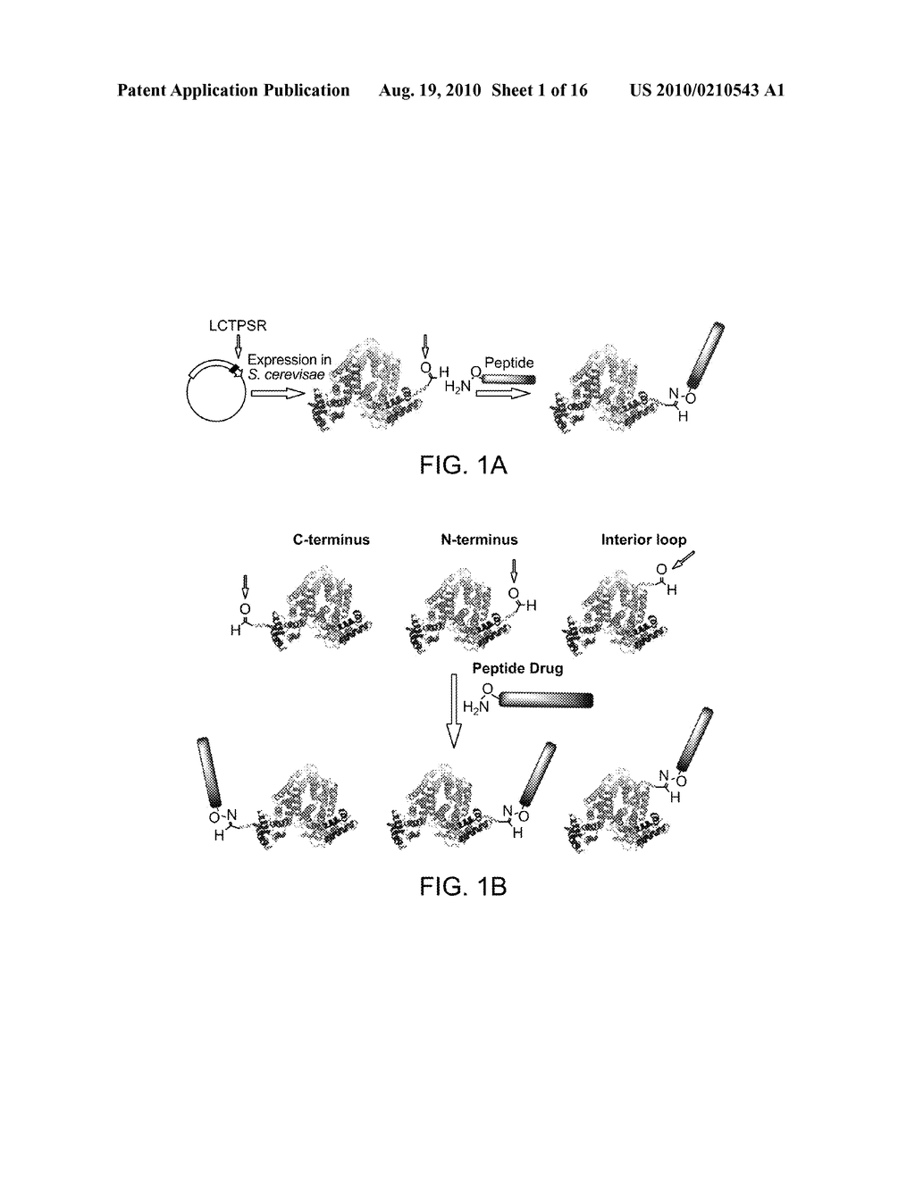 Aldehyde-Tagged Protein-Based Drug Carriers and Methods of Use - diagram, schematic, and image 02