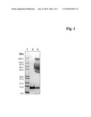 METHOD FOR THE PRODUCTION OF CONJUGATES OF INSULIN-LIKE GROWTH FACTOR-1 AND POLY(ETHYLENE GLYCOL) diagram and image