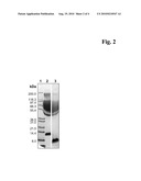 METHOD FOR THE PRODUCTION OF CONJUGATES OF INSULIN-LIKE GROWTH FACTOR-1 AND POLY(ETHYLENE GLYCOL) diagram and image