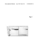 METHOD FOR THE PRODUCTION OF CONJUGATES OF INSULIN-LIKE GROWTH FACTOR-1 AND POLY(ETHYLENE GLYCOL) diagram and image