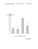 SYNERGISTIC ANTI-OXIDANT TREATMENT FOR LIPOTOXICITY AND OTHER METABOLICALLY RELATED PHENOMENA diagram and image