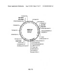 FATTY ACID DESATURASES FROM FUNGI diagram and image