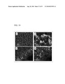 PROCESS FOR PRODUCING NANOSTRUCTURE COMPOSITE-COVERED STRUCTURE, NANOSTRUCTURE COMPOSITE-COVERED STRUCTURE, AND REACTOR USING NANOSTRUCTURE COMPOSITE-COVERED STRUCTURE diagram and image