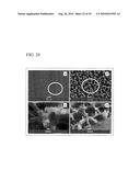 PROCESS FOR PRODUCING NANOSTRUCTURE COMPOSITE-COVERED STRUCTURE, NANOSTRUCTURE COMPOSITE-COVERED STRUCTURE, AND REACTOR USING NANOSTRUCTURE COMPOSITE-COVERED STRUCTURE diagram and image