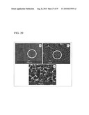 PROCESS FOR PRODUCING NANOSTRUCTURE COMPOSITE-COVERED STRUCTURE, NANOSTRUCTURE COMPOSITE-COVERED STRUCTURE, AND REACTOR USING NANOSTRUCTURE COMPOSITE-COVERED STRUCTURE diagram and image