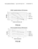 PDZ DOMAIN INTERACTIONS AND LIPID RAFTS diagram and image