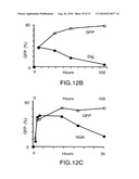 PDZ DOMAIN INTERACTIONS AND LIPID RAFTS diagram and image