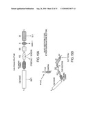 PDZ DOMAIN INTERACTIONS AND LIPID RAFTS diagram and image