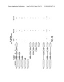 PDZ DOMAIN INTERACTIONS AND LIPID RAFTS diagram and image