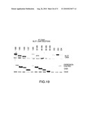 PDZ DOMAIN INTERACTIONS AND LIPID RAFTS diagram and image