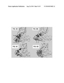 DELETION OF THE BETA 20-21 LOOP IN HIV GP120 EXPOSES THE CD4 BINDING SITE FOR IMPROVED ANTIBODY BINDING AND ANTIBODY INDUCTION diagram and image