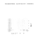 CIRCOVIRUS SEQUENCES ASSOCIATED WITH PIGLET WEIGHT LOSS DISEASE (PWD) diagram and image