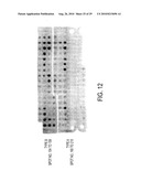 CIRCOVIRUS SEQUENCES ASSOCIATED WITH PIGLET WEIGHT LOSS DISEASE (PWD) diagram and image