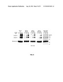 RECOMBINANT VIRAL VECTORS diagram and image