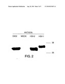 IMMUNOLOGICAL HERPES SIMPLEX VIRUS ANTIGENS AND METHODS FOR USE THEREOF diagram and image