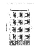 Method for detecting cancer and reagents for use therein diagram and image