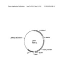 USE OF CHICK BETA ACTIN GENE INTRON-1 diagram and image