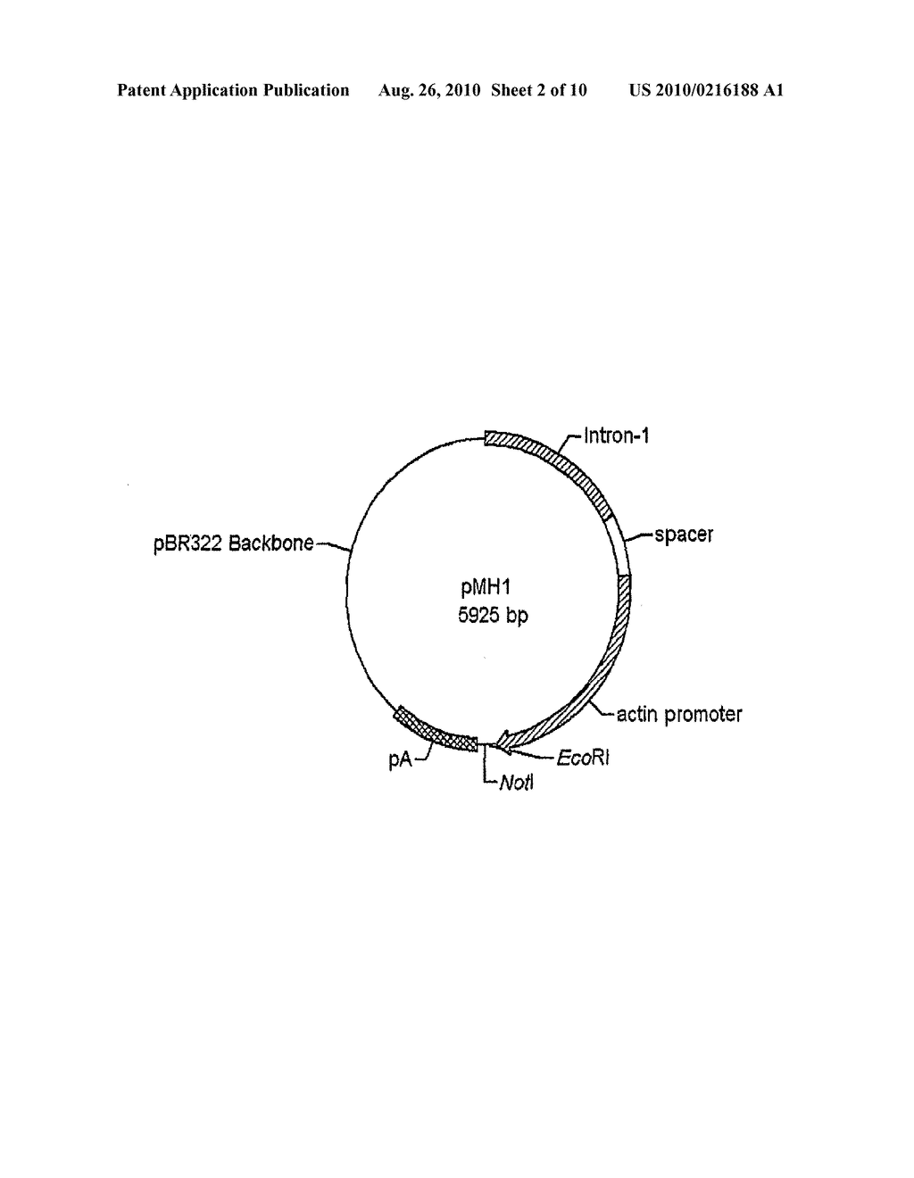 USE OF CHICK BETA ACTIN GENE INTRON-1 - diagram, schematic, and image 03