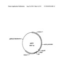 USE OF CHICK BETA ACTIN GENE INTRON-1 diagram and image