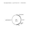 USE OF CHICK BETA ACTIN GENE INTRON-1 diagram and image