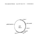 USE OF CHICK BETA ACTIN GENE INTRON-1 diagram and image