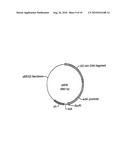 USE OF CHICK BETA ACTIN GENE INTRON-1 diagram and image