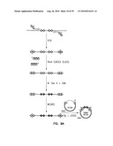 VECTORS FOR DIRECTIONAL CLONING diagram and image