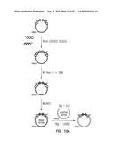 VECTORS FOR DIRECTIONAL CLONING diagram and image