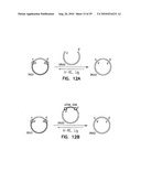 VECTORS FOR DIRECTIONAL CLONING diagram and image