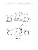 VECTORS FOR DIRECTIONAL CLONING diagram and image