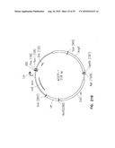 VECTORS FOR DIRECTIONAL CLONING diagram and image