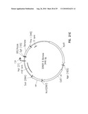 VECTORS FOR DIRECTIONAL CLONING diagram and image