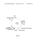 Anti-IL-12 Antibody Based Vectors, Host Cells, and Methods of Production and Uses diagram and image