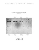 DETECTION OF IMMOBILIZED NUCLEIC ACID diagram and image