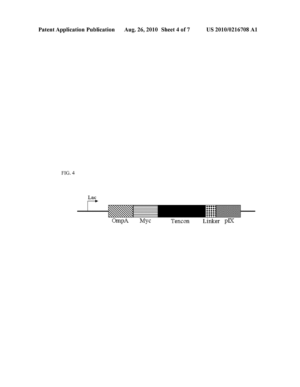 Fibronectin Type III Domain Based Scaffold Compositions, Methods and Uses - diagram, schematic, and image 05