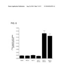 Sodium-independent transporter carrying acidic amino acid and its gene diagram and image