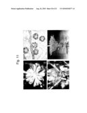 METHOD OF PLASTID TRANSFORMATION IN ASTERACEAE, VECTOR FOR USE THEREIN AND PLANTS THUS OBTAINED diagram and image