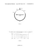 PLANT RESISTANCE TO BANANA BUNCHY TOP VIRUS diagram and image