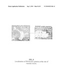 BIOMARKERS FOR CARDIOVASCULAR SIDE-EFFECTS INDUCED BY COX-2 INHIBITORY COMPOUNDS diagram and image