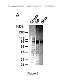 BONE DELIVERY CONJUGATES AND METHOD OF USING SAME TO TARGET PROTEINS TO BONE diagram and image