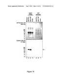 BONE DELIVERY CONJUGATES AND METHOD OF USING SAME TO TARGET PROTEINS TO BONE diagram and image