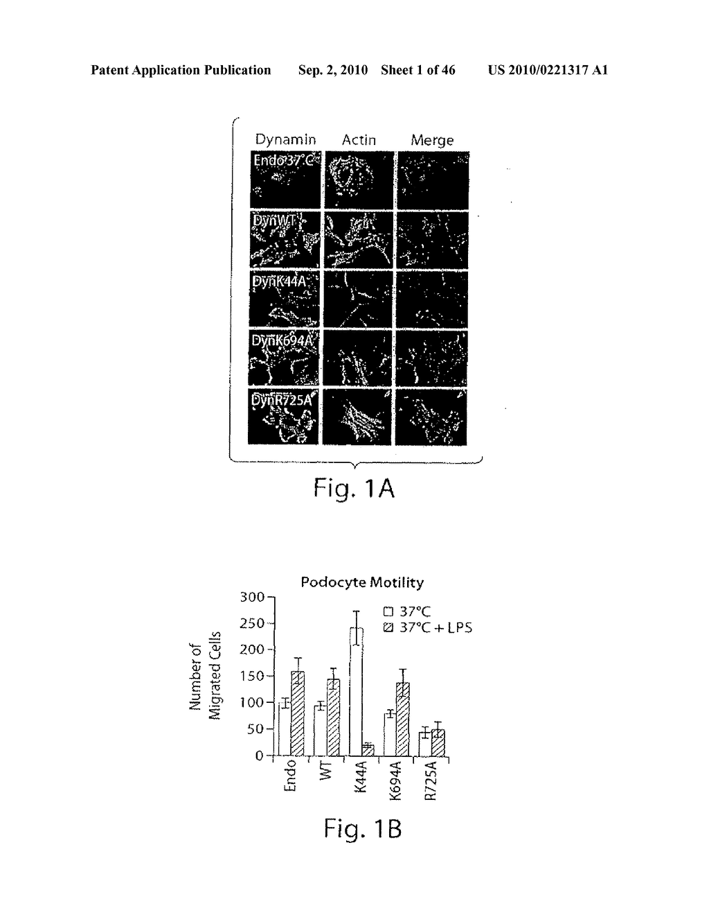 DYNAMIN MEDIATED DISEASES AND ASSOCIATED METHODS AND PRODUCTS - diagram, schematic, and image 02