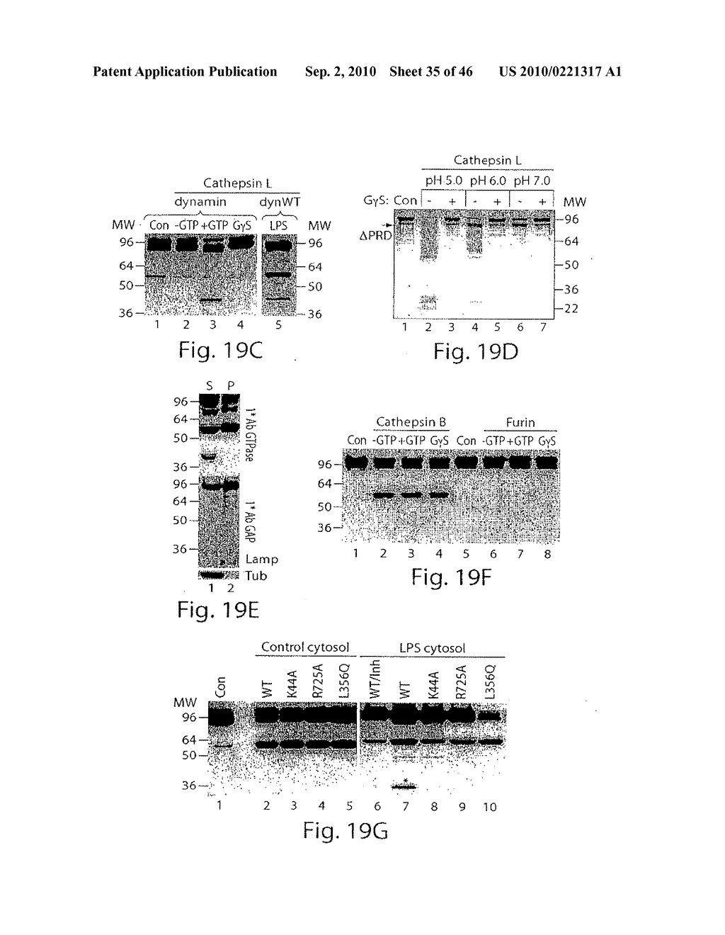 DYNAMIN MEDIATED DISEASES AND ASSOCIATED METHODS AND PRODUCTS - diagram, schematic, and image 36