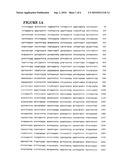 NUCLEIC ACIDS FOR INHIBITING HAIRLESS PROTEIN EXPRESSION AND METHODS OF USE THEREOF diagram and image