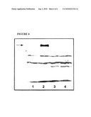 NUCLEIC ACIDS FOR INHIBITING HAIRLESS PROTEIN EXPRESSION AND METHODS OF USE THEREOF diagram and image