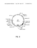 Plant artificial chromosomes, uses thereof and methods of preparing plant artificial chromosomes diagram and image