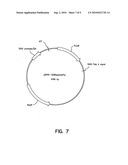 Plant artificial chromosomes, uses thereof and methods of preparing plant artificial chromosomes diagram and image