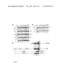 ASSAY FOR THE DIAGNOSIS OF ALZHEIMER S DISEASE BASED ON THE DETERMINATION OF THE RATIO OF GAMMA-SECRETASE ABETA CLEAVAGE PRODUCTS diagram and image