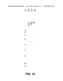 Methods to obtain recombinant proteins with increased sialylation from cells that express adenovirus E1A protein, and proteins obtained thereby diagram and image