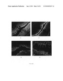 Compostions and methods for enhancing oligonucleotide delivery across and into epithelial tissues diagram and image